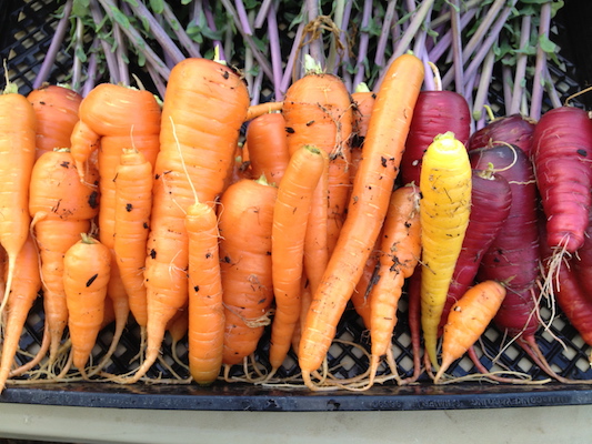 the Ledson's Family CSA Farm Carrots