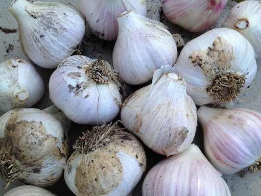 the Ledson's Family CSA Farm Garlic
