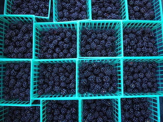 the Ledson's Family CSA Farm Blackberries