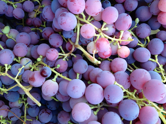 the Ledson's Family CSA Farm Grapes