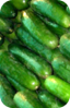 the Ledson's Family CSA Farm Cucumbers