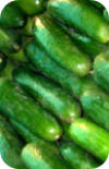 the Ledson's Family CSA Farm Cucumbers
