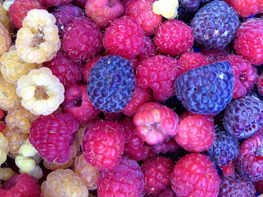 the Ledson's Family CSA Farm Raspberries