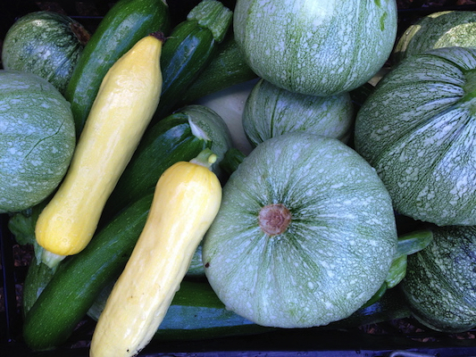 the Ledson's Family CSA Farm Summer Squash