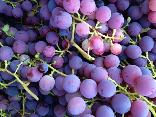 the Ledson's Family CSA Farm Grapes