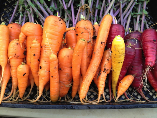 the Ledson's Family CSA Farm Carrots