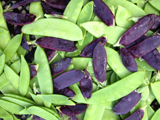 the Ledson's Family CSA Farm Snow Peas