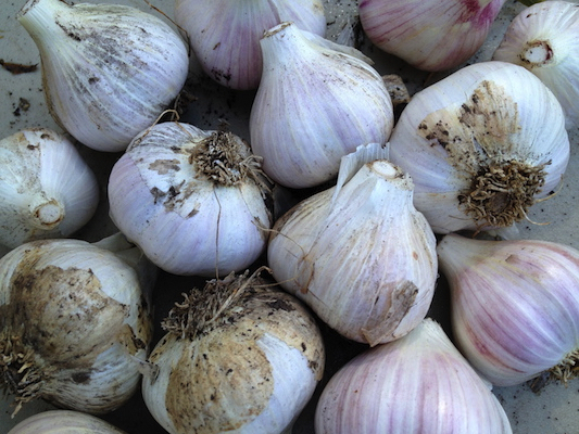 the Ledson's Family CSA Farm Garlic