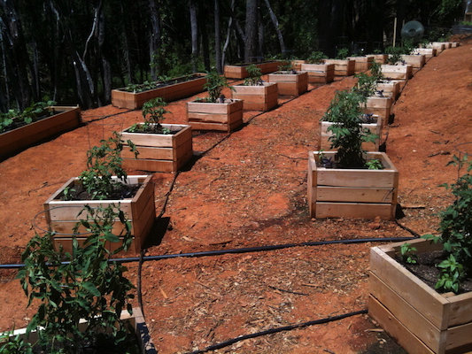 the Ledson's Family CSA Farm Tomato Plants 