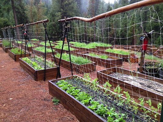 the Ledson's Family CSA Farm in the rain