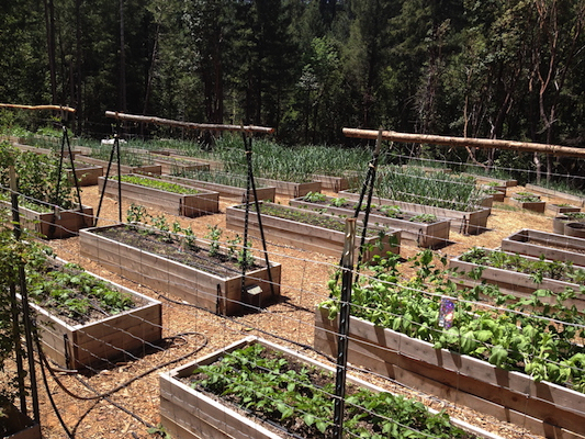 the Ledson's Family CSA Farm Raised Garden Beds