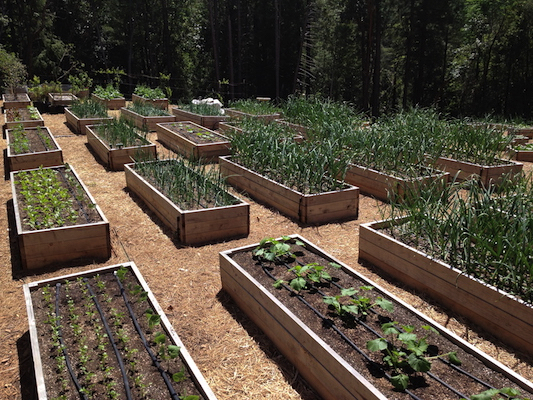 the Ledson's Family CSA Farm growing season