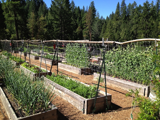 the Ledson's Family CSA Farm