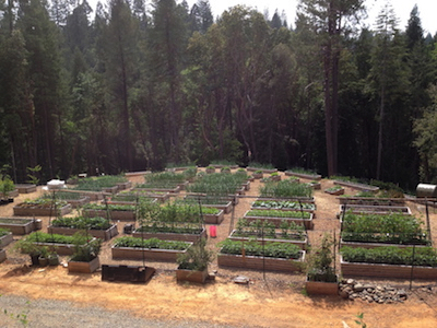 the Ledson's Family CSA Farm - Our Micro-Farm